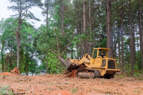 Trees Clearing in Murphy