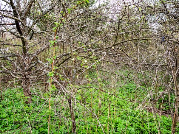 Underbrush Clearing in Murphy