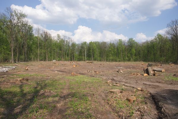 Pasture Clearing in Murphy