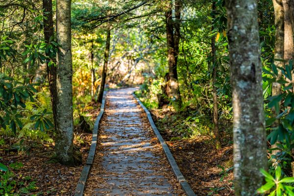 Trail Clearing in Murphy