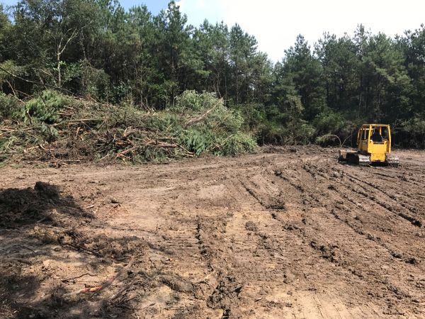 Thicket Clearing in Murphy